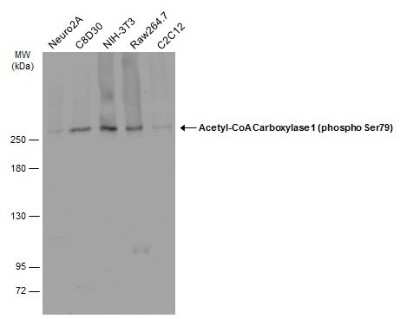 Western Blot: Acetyl-CoA Carboxylase alpha/ACACA [p Ser79] Antibody [NBP3-13324] - Various whole cell extracts (30 ug) were separated by 5% SDS-PAGE, and the membrane was blotted with Acetyl-CoA Carboxylase alpha/ACACA (phospho Ser79) antibody (NBP3-13324) diluted at 1:500. The HRP-conjugated anti-rabbit IgG antibody (NBP2-19301) was used to detect the primary antibody.